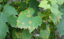 Mana viței de vie Mana viței de vie